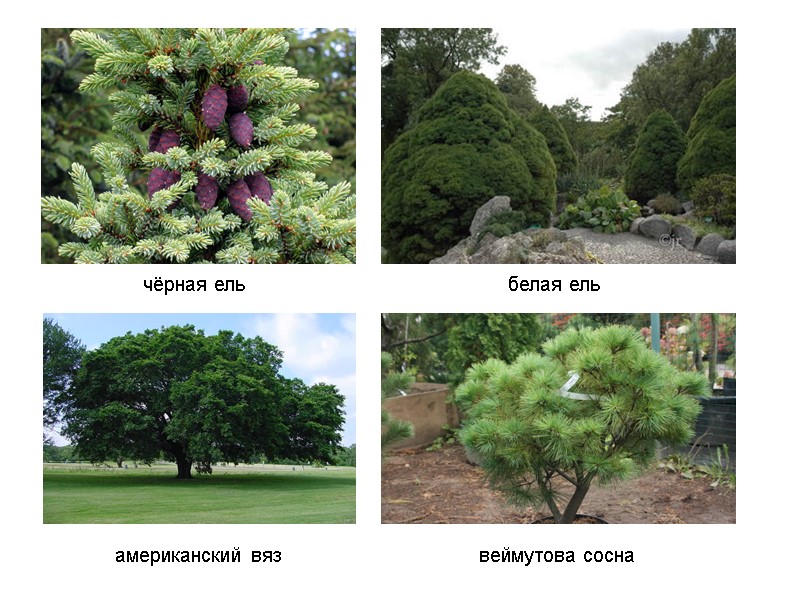 чёрная ель белая ель веймутова сосна американский вяз чёрная ель белая ель веймутова сосна американский вяз